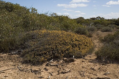 Acacia erinacea: Acacia erinacea habit, about 500 metres North of the Eyre Highway along track to microwave tower, South Australia