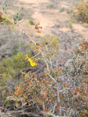 Acacia erinacea (Acacia erinacea)