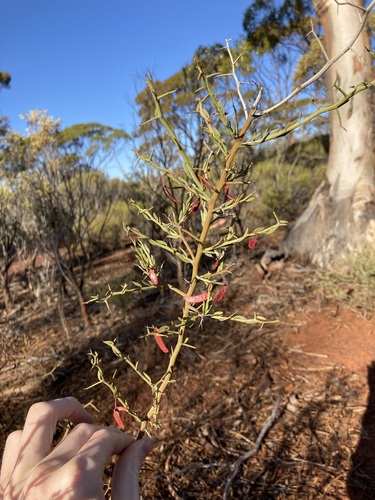 Acacia erinacea (Acacia erinacea)
