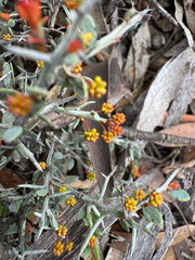 Acacia erinacea (Acacia erinacea)