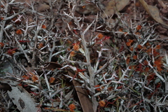 Acacia erinacea (Acacia erinacea)