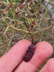 Acacia erinacea (Acacia erinacea)
