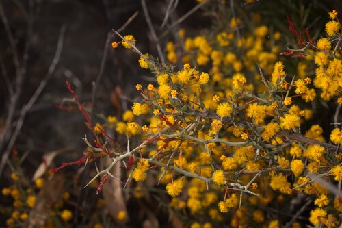 Acacia erinacea (Acacia erinacea)
