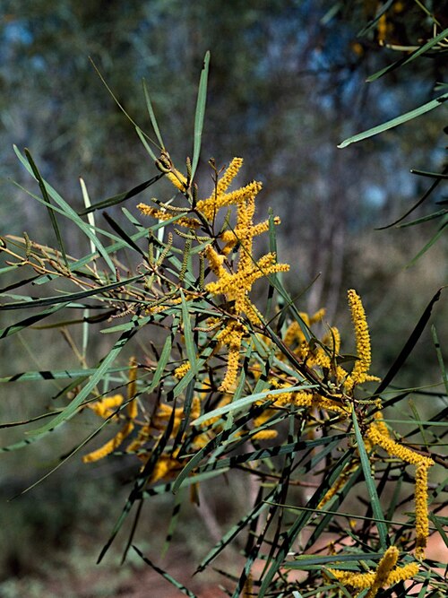 Acacia eriopoda: Acacia eriopoda near Broome