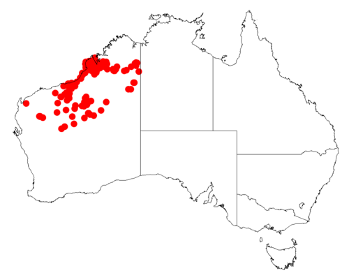 Acacia eriopoda: Acacia eriopoda occurrence data from Australasian Virtual Herbarium downloaded from https://doi.org/10.26197/5c06138894b on December 8 2018