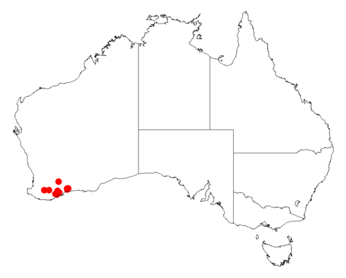Acacia errabunda: Acacia errabunda occurrence data from Australasian Virtual Herbarium downloaded from https://doi.org/10.26197/5c06138894b on December 8 2018
