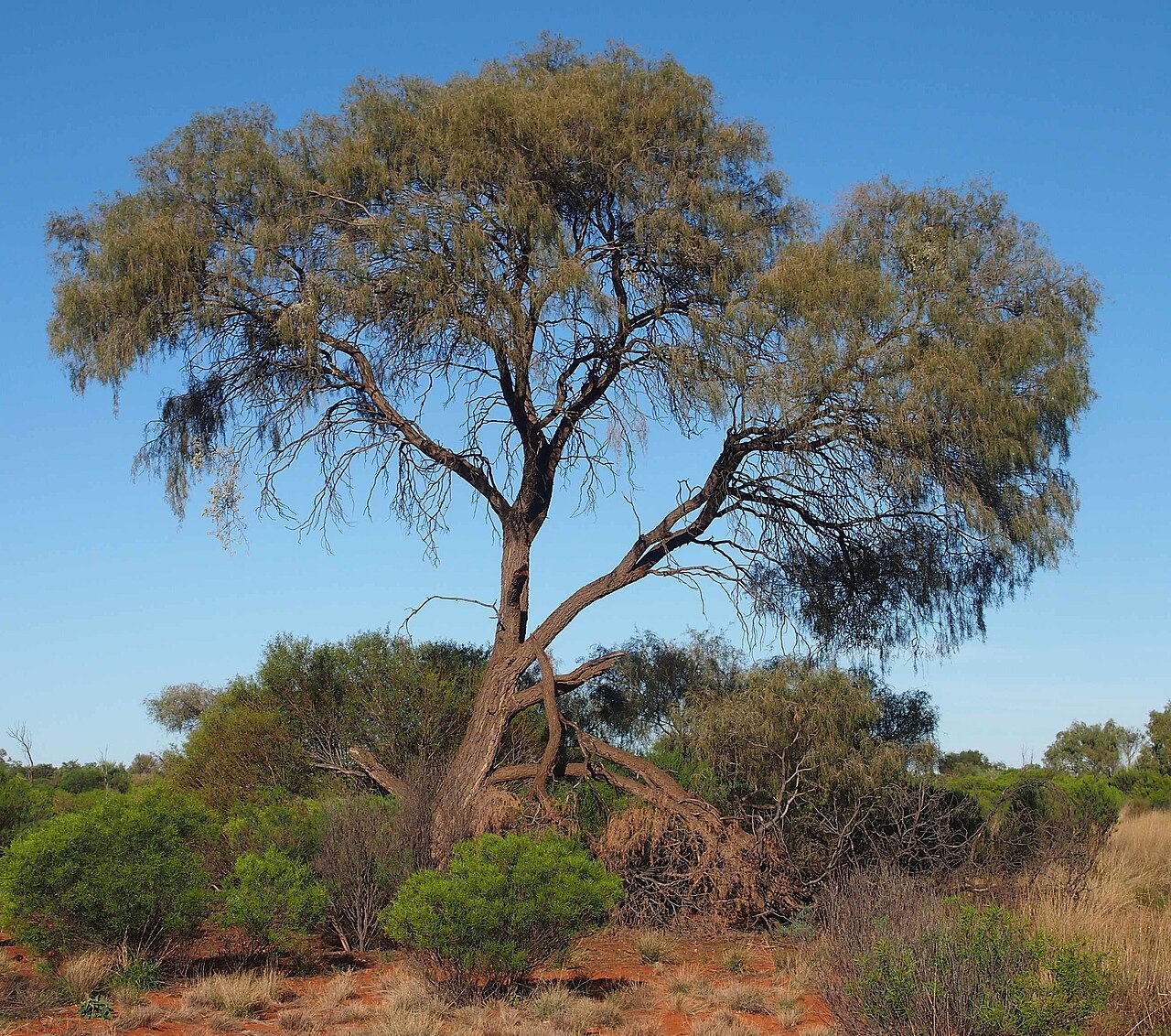 Desert ironwood: Acacia estrophiolata habit