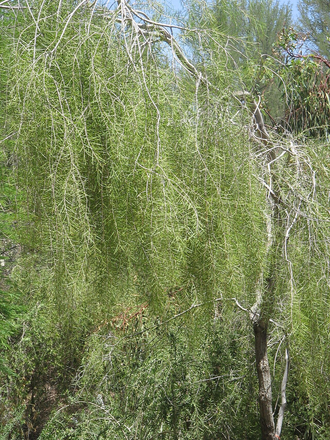 Desert ironwood: Acacia estrophiolata Habit Phoenix Desert Botanical Gardens
