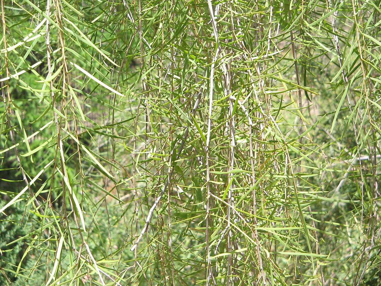 Desert ironwood: Acacia estrophiolata Foliage Phoenix Desert Botanical Gardens