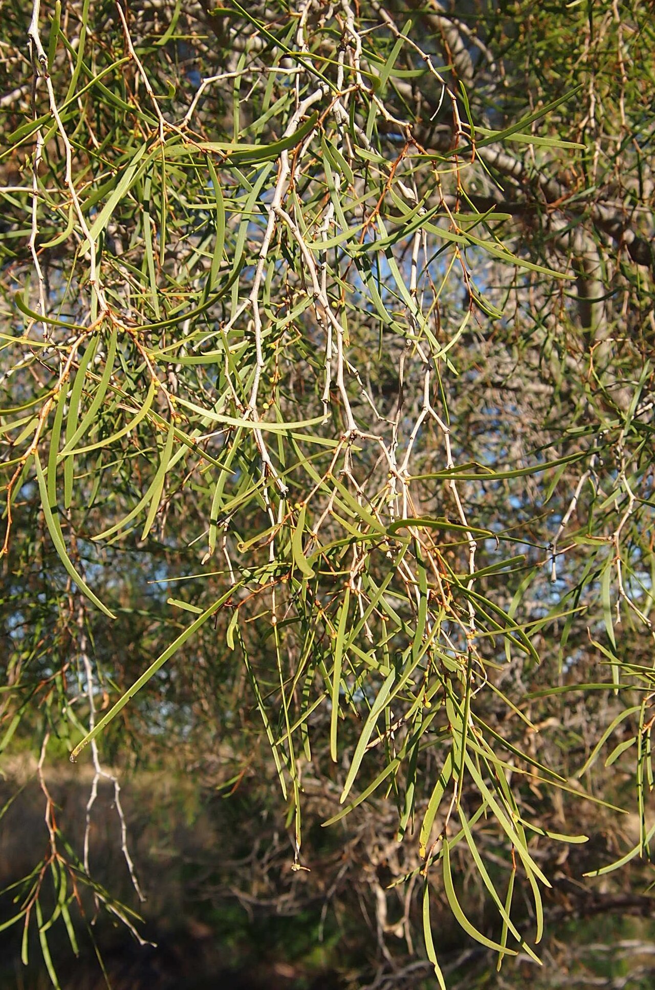 Desert ironwood: Acacia estrophiolata foliage