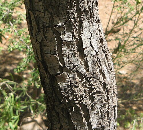 Desert ironwood: Acacia estrophiolata Bark Phoenix Desert Botanical Gardens