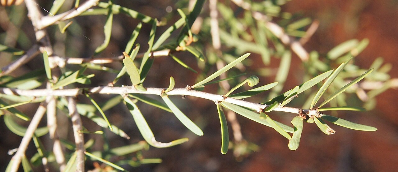 Desert ironwood: Acacia estrophiolata juvenile foliage