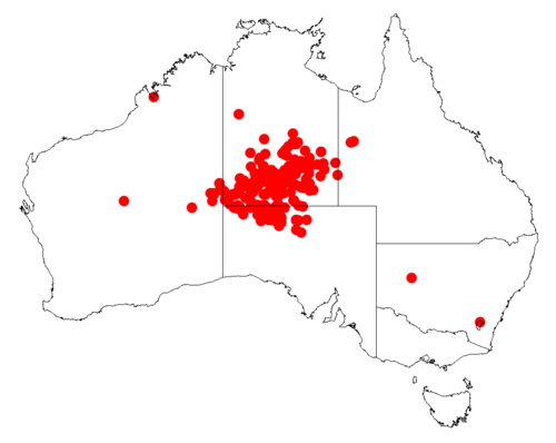 Desert ironwood: Acacia estrophiolata Occurrence data from Australasia Virtual Herbarium downloaded from https://doi.org/10.26197/5c0b1388984eb on 8 December 2018