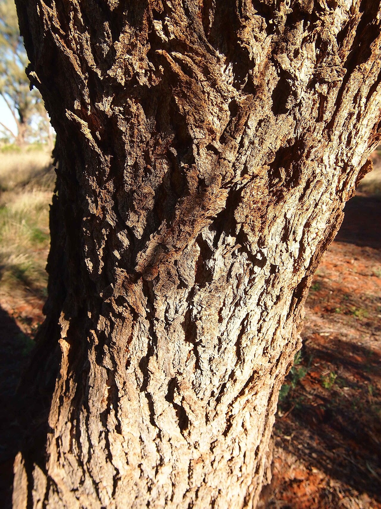 Desert ironwood: Acacia estrophiolata bark
