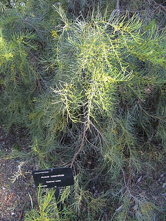 Acacia euthycarpa: Flickr description Synonyms include - Acacia calamifolia var. euthycarpa Acacia calamifolia var. pulverulenta Acacia euthycarpa Acacia microcarpa var. linearis 