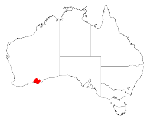 Acacia euthyphylla: Acacia euthyphylla occurrence data from Australasian Virtual Herbarium downloaded from https://doi.org/10.26197/5c06138894b on December 8 2018