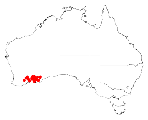 Acacia evenulosa: Acacia evenulosa occurrence data from Australasian Virtual Herbarium downloaded from https://doi.org/10.26197/5c06138894b on December 8 2018