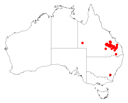 Acacia everistii: Acacia everistii occurrence data from Australasian Virtual Herbarium downloaded from https://doi.org/10.26197/5c06138894b on December 8 2018