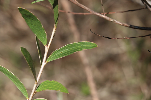 Bunkerman (Acacia excelsa)
