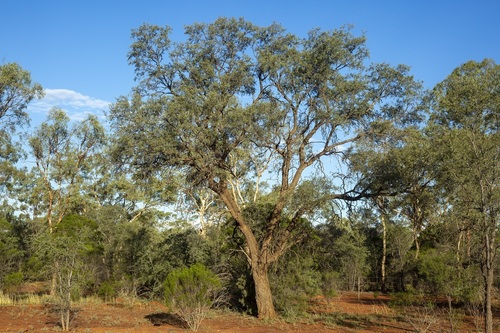 Bunkerman (Acacia excelsa)