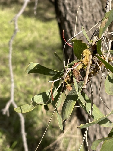 Bunkerman (Acacia excelsa)