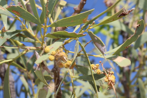 Bunkerman (Acacia excelsa)