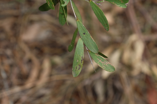 Bunkerman (Acacia excelsa)