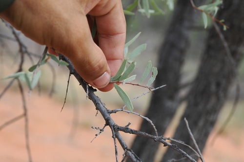 Bunkerman (Acacia excelsa)
