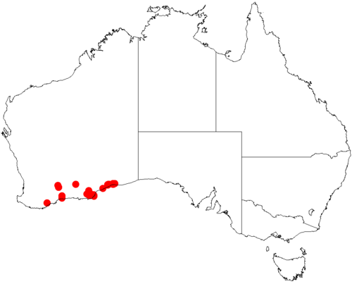 Acacia excentrica: Acacia excentrica occurrence data from Australasian Virtual Herbarium downloaded from https://doi.org/10.26197/5c06138894b on December 8 2018