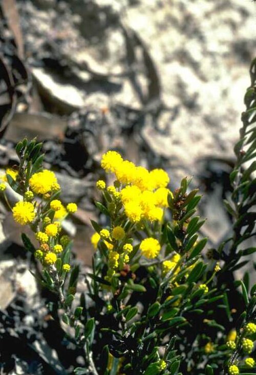 Acacia excentrica: Acacia excentrica" about 7 km from Mt Ragged, Cape Arid National Park, Western Australia