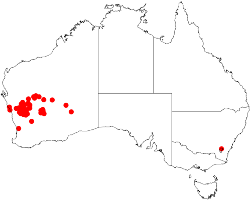 Acacia exocarpoides: Acacia exocarpoides occurrence data from Australasian Virtual Herbarium downloaded from https://doi.org/10.26197/5c06138894b on December 8 2018