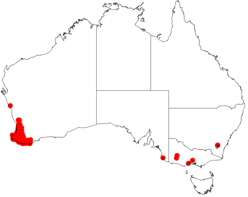 Acacia extensa: Acacia extensa occurrence data from Australasian Virtual Herbarium downloaded from https://doi.org/10.26197/5c06138894b on December 8 2018