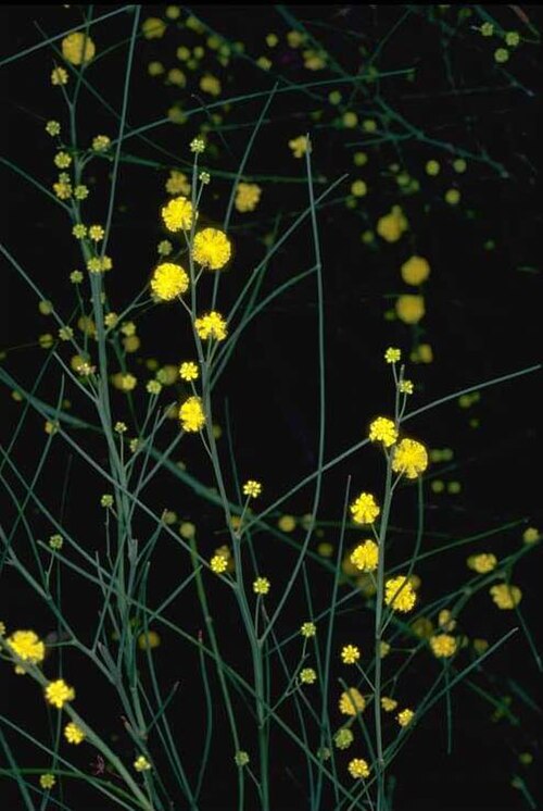 Acacia extensa: Acacia extensa in the Australian National Botanic Gardens