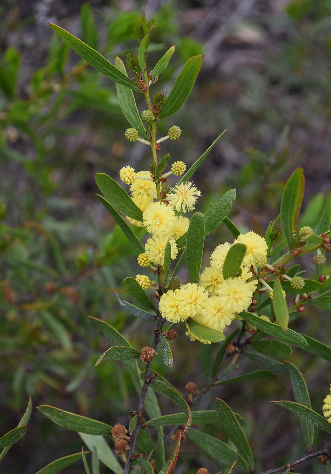 Acacia exudans: Acacia exudans
