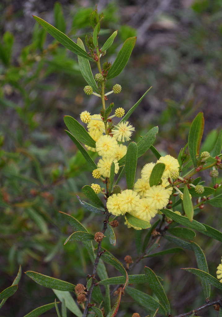 Acacia exudans (Acacia exudans)