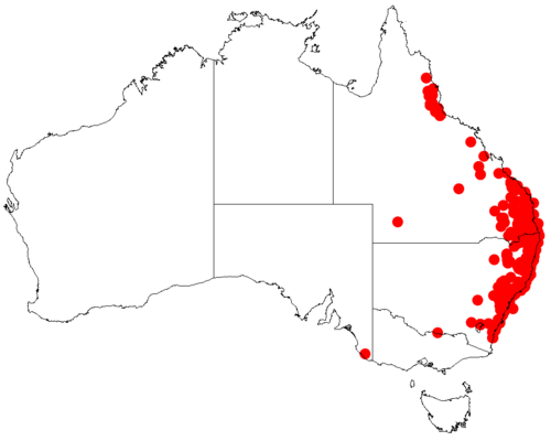 Acacia falcata: Acacia falcata occurrence data from Australasian Virtual Herbarium downloaded from https://doi.org/10.26197/5c06138894b on December 8 2018