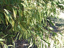 Acacia falcata: Acacia falcata at Eastwood, NSW