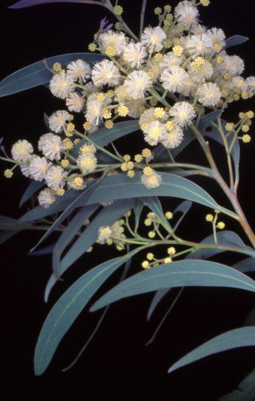 Acacia falciformis: Acacia falciformis near Warks Road, Australian Capital Territory