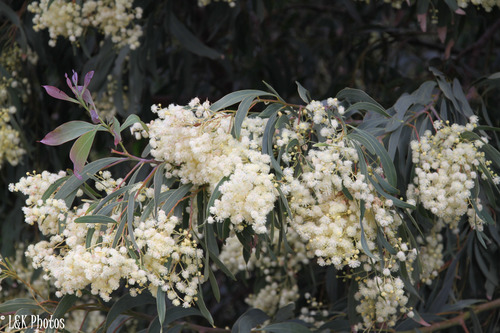 Acacia falciformis (Acacia falciformis)