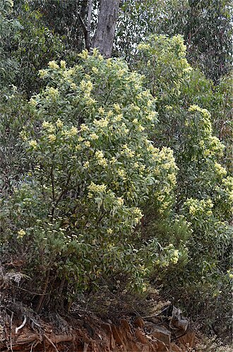 Acacia falciformis: Acacia falciformis in Namadgi National Park, Bendora Dam road, Australian Capital Territory