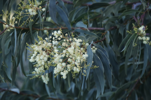 Acacia falciformis (Acacia falciformis)