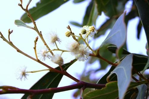 Acacia falciformis (Acacia falciformis)