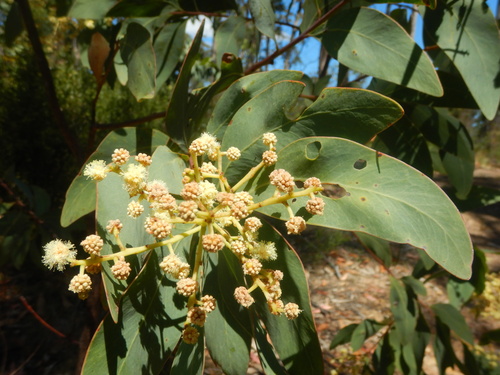 Acacia falciformis (Acacia falciformis)