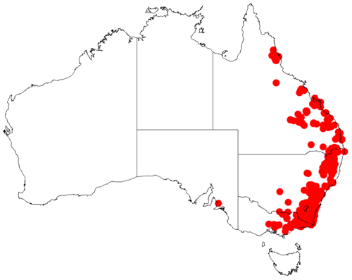 Acacia falciformis: Acacia falciformis occurrence data from Australasian Virtual Herbarium downloaded from https://doi.org/10.26197/5c06138894b on December 8 2018