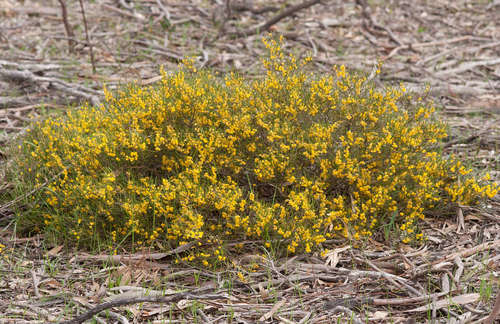 Acacia farinosa (Acacia farinosa)