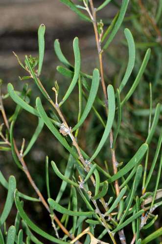 Acacia farinosa (Acacia farinosa)