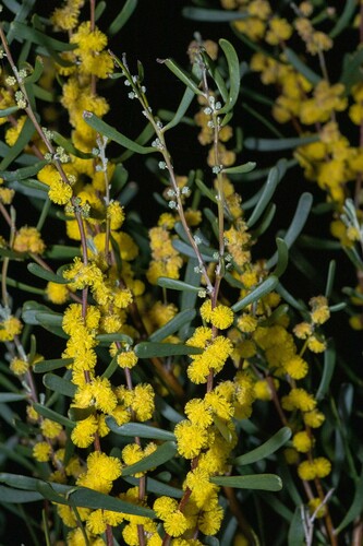Acacia farinosa (Acacia farinosa)