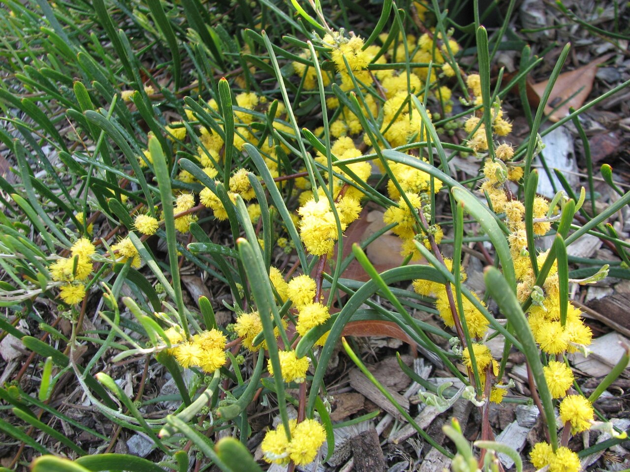 Acacia farinosa: Acacia farinosa (cultivated, labelled) Royal Botanic Gardens, Melbourne, Australia