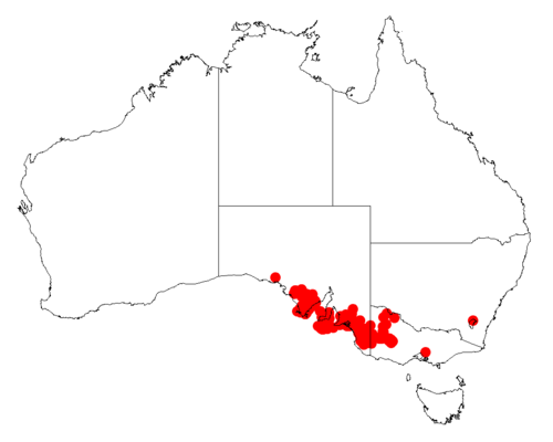 Acacia farinosa: Acacia farinosa occurrence data from Australasian Virtual Herbarium downloaded from https://doi.org/10.26197/5c06138894b on December 8 2018