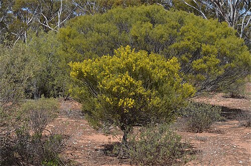 Acacia farinosa: Acacia farinosa near Barns Road in Gawler Ranges National Park, South Australia